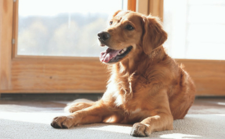 Pet-Friendly Carpet